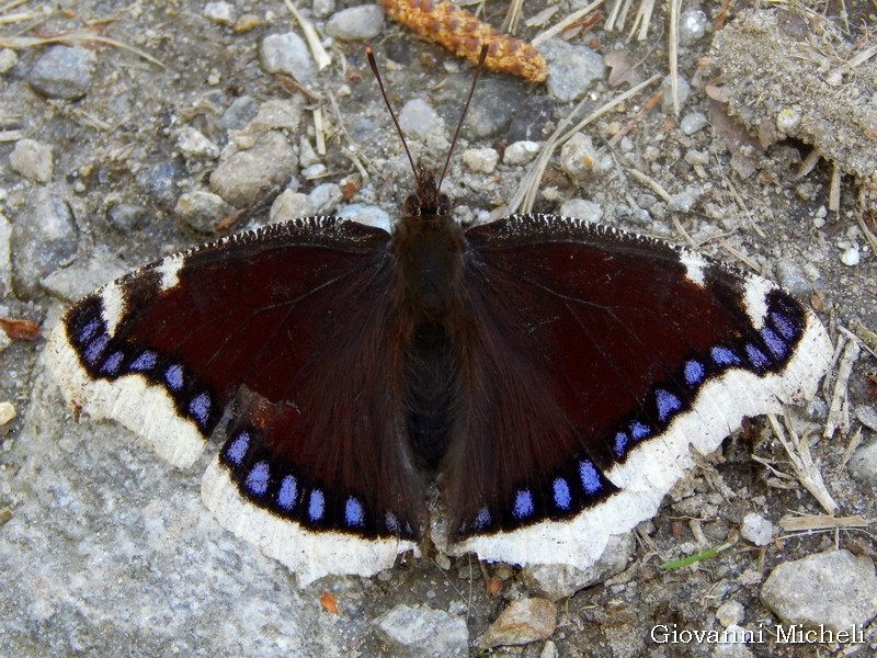 Nymphalis antiopa - Nymphalidae